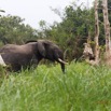 049 LOANGO 2 Akaka Riviere Rembo Ngove Nord Berge et Mammalia Proboscidea Elephant Loxodonta africana cyclotis 15E5K3IMG_106860wtmk.jpg